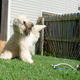 Illustration for article titled 39 *Scratchy Scratchy* Photos of Dogs